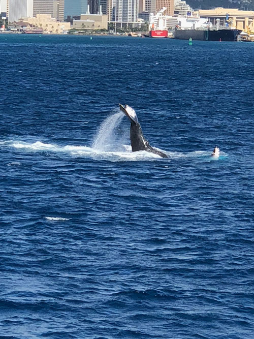 this image about whale play in the ocean